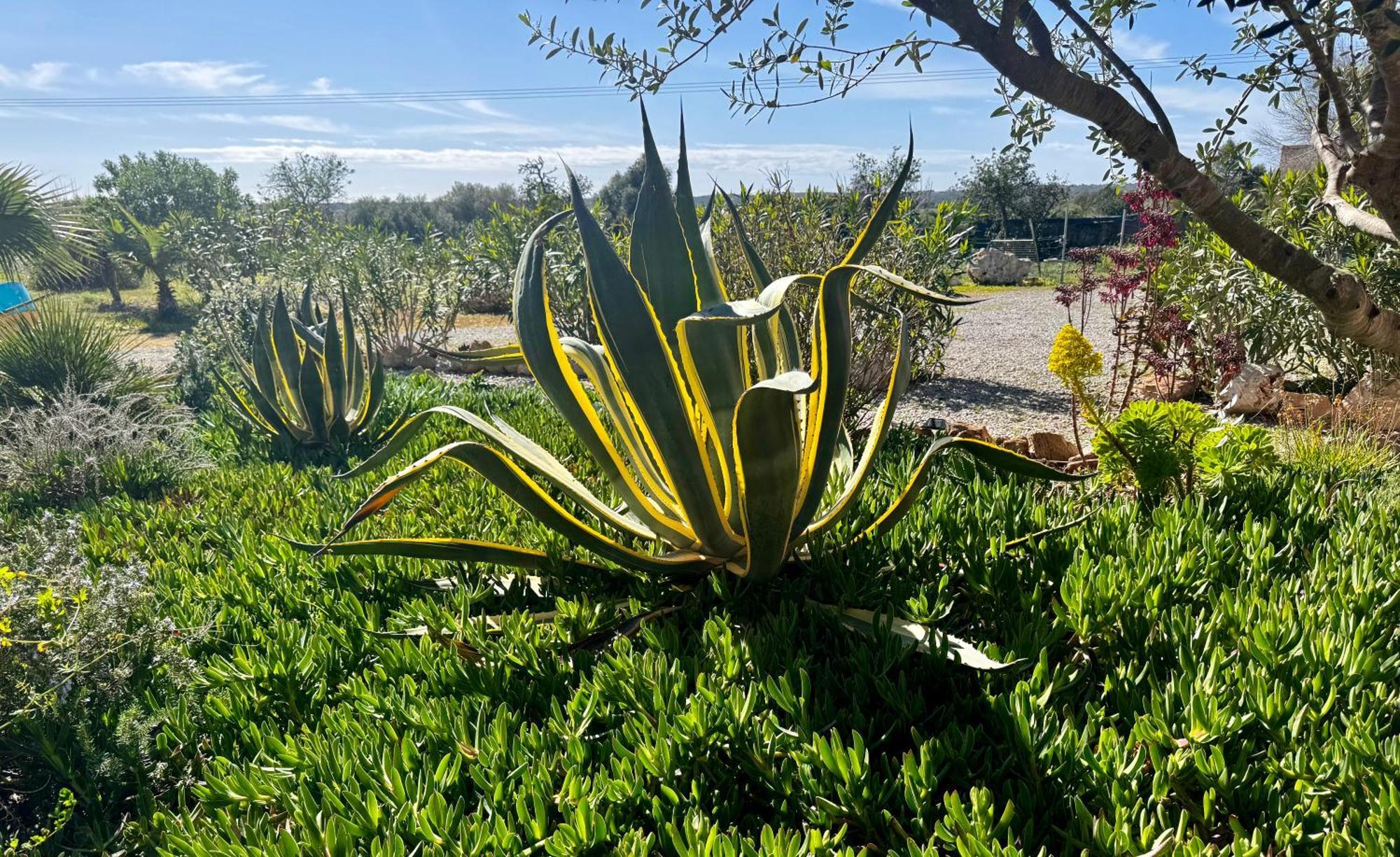 Finca Es Velar Santanyi Bagian luar foto